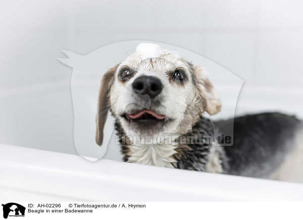 Beagle in einer Badewanne / AH-02296