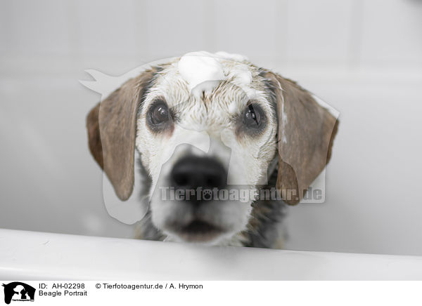 Beagle Portrait / Beagle portrait / AH-02298