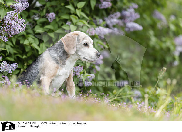 sitzender Beagle / sitting Beagle / AH-02821