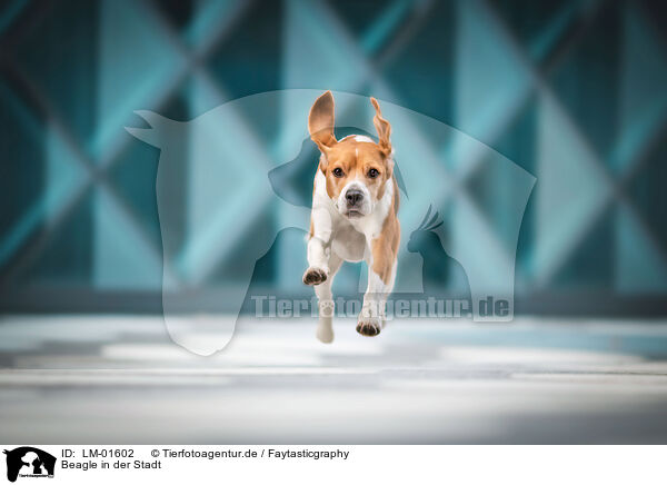 Beagle in der Stadt / Beagle in the city / LM-01602