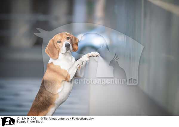 Beagle in der Stadt / Beagle in the city / LM-01604