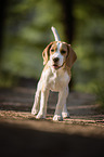 junger Beagle