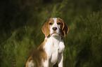 junger Beagle