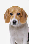 Beagle Portrait