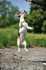 springender Beagle