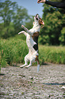 springender Beagle