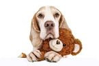 Beagle mit Teddy