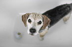 Beagle in einer Badewanne