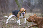Basset Hound knurrt Hund an