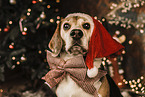 Beagle zu Weihnachten