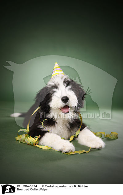 Bearded Collie Welpe / Bearded Collie Puppy / RR-45874