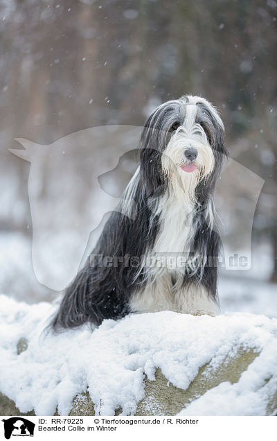 Bearded Collie im Winter / Bearded Collie in winter / RR-79225