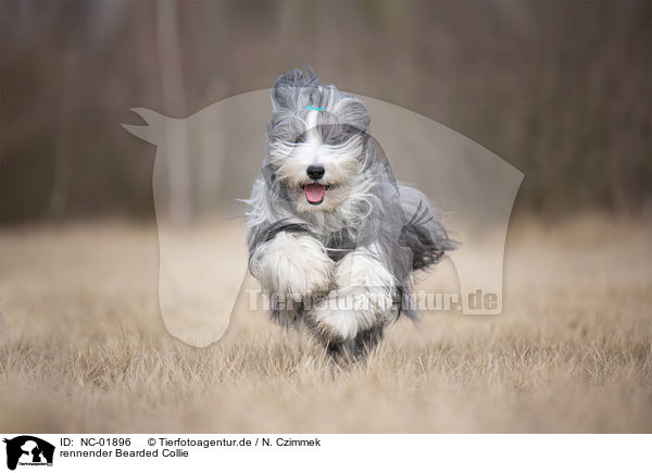 rennender Bearded Collie / NC-01896