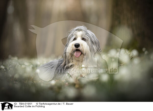 Bearded Collie im Frhling / Bearded collie in spring / TBA-01951
