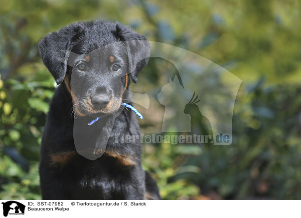 Beauceron Welpe / Beauceron Puppy / SST-07982