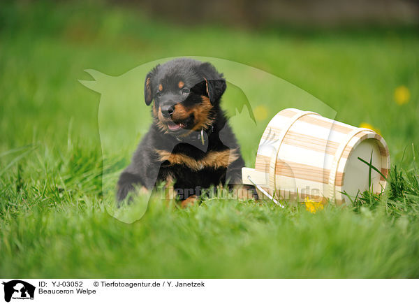 Beauceron Welpe / Beauceron Puppy / YJ-03052