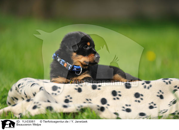 Beauceron Welpe / Beauceron Puppy / YJ-03061