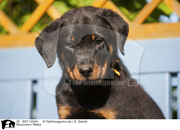 Beauceron Welpe / Beauceron Puppy / SST-10064