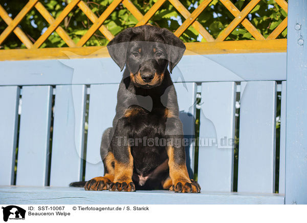 Beauceron Welpe / Beauceron Puppy / SST-10067