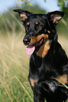 Beauceron Portrait