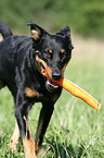 apportierender Beauceron