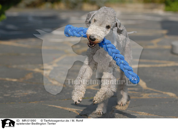 spielender Bedlington Terrier / MR-01990
