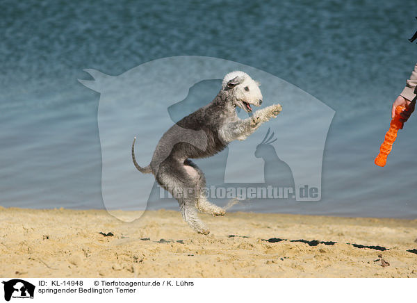 springender Bedlington Terrier / KL-14948