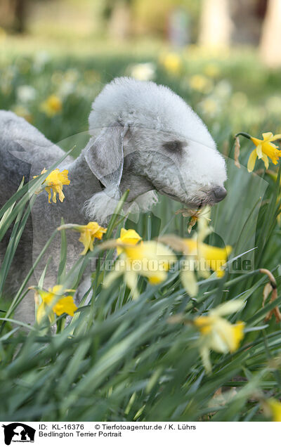 Bedlington Terrier Portrait / KL-16376