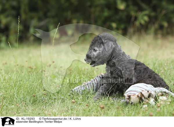sitzender Bedlington Terrier Welpe / KL-19293