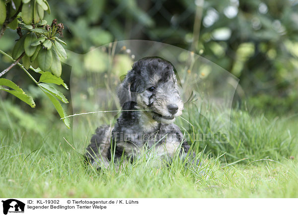 liegender Bedlington Terrier Welpe / KL-19302