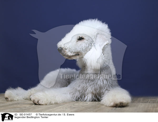 liegender Bedlington Terrier / SE-01457