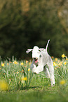 rennender Bedlington Terrier