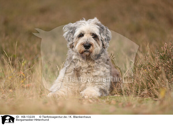 Bergamasker Hirtenhund / Bergamasco Shepherd / KB-13229