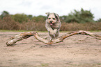 Bergamasker Hirtenhund