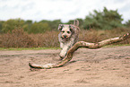 Bergamasker Hirtenhund