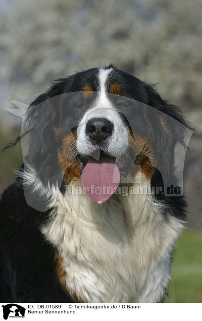 Berner Sennenhund / Bernese Mountain dog / DB-01589