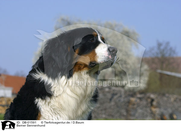 Berner Sennenhund / Bernese Mountain dog / DB-01591