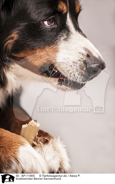 knabbernder Berner Sennenhund / gnawing Bernese Mountain Dog / AP-11965