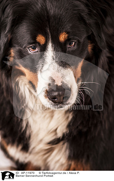 Berner Sennenhund Portrait / Bernese Mountain Dog Portrait / AP-11970