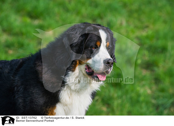 Berner Sennenhund Portrait / Bernese Mountain Dog Portrait / SST-13762