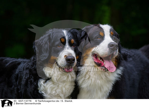 2 Berner Sennenhunde / 2 Bernese Mountain Dogs / SST-13776