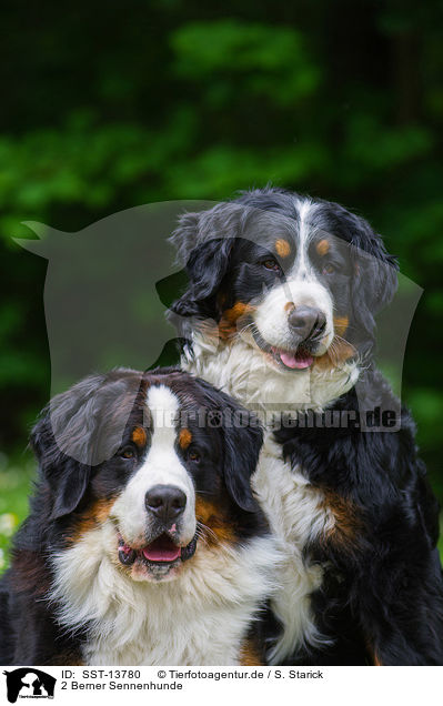 2 Berner Sennenhunde / 2 Bernese Mountain Dogs / SST-13780