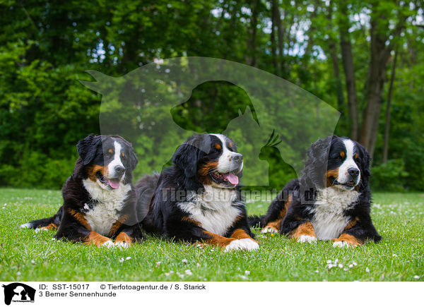 3 Berner Sennenhunde / 3 Bernese Mountain Dogs / SST-15017