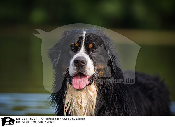 Berner Sennenhund Portrait / Bernese Mountain Dog Portrait / SST-15024