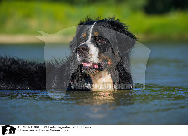 schwimmender Berner Sennenhund / swimming Bernese Mountain Dog / SST-15068