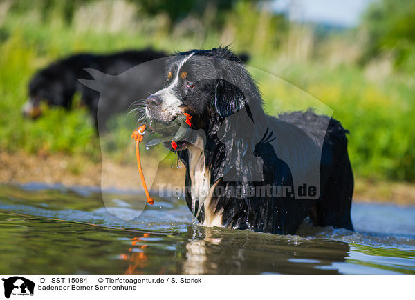 badender Berner Sennenhund / bathing Bernese Mountain Dog / SST-15084