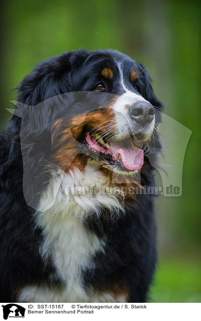 Berner Sennenhund Portrait / Bernese Mountain Dog Portrait / SST-15167