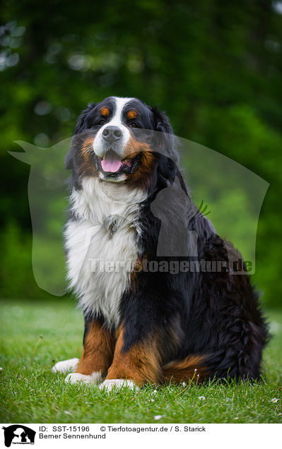 Berner Sennenhund / Bernese Mountain Dog / SST-15196