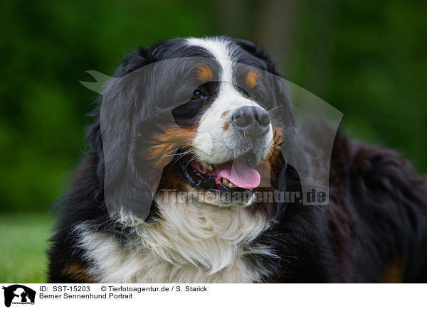 Berner Sennenhund Portrait / Bernese Mountain Dog Portrait / SST-15203