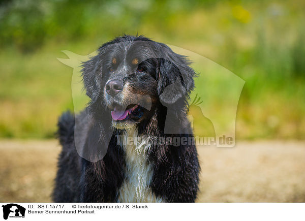 Berner Sennenhund Portrait / SST-15717